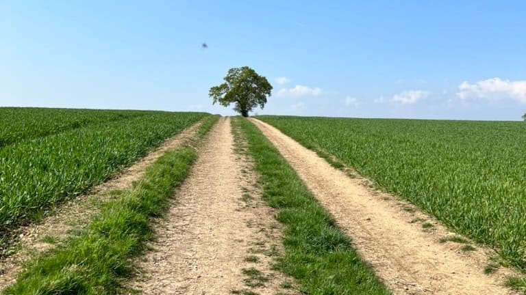 Dry clay tracks through a verdant green field lead up to an oak tree at the top of a hill, bright against a blue sky